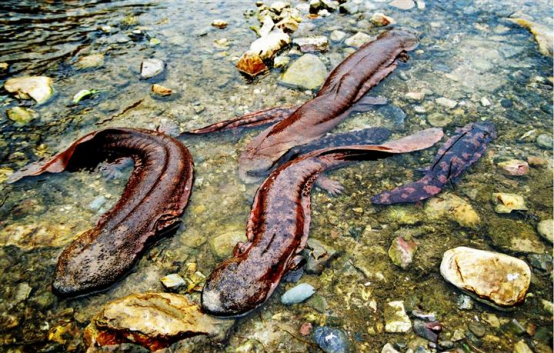 没有婴儿叫声,还会咬人,如此颠覆认知的娃娃鱼为何珍贵?