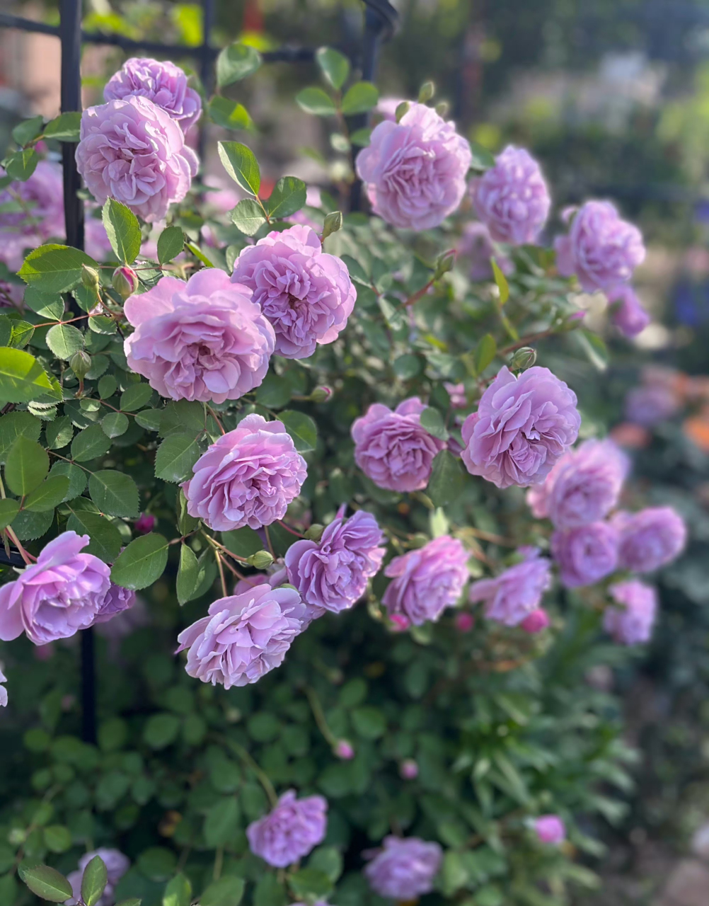 早呀,蓝色阴雨灿烂盛开月季,仙气飘飘的紫色月季花好美.