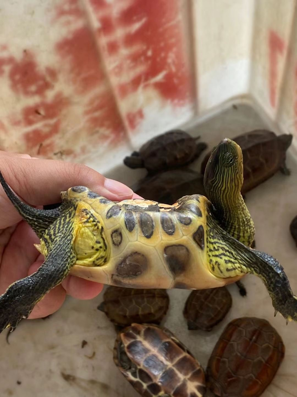 彩绘乌龟很好看,但是好残忍啊