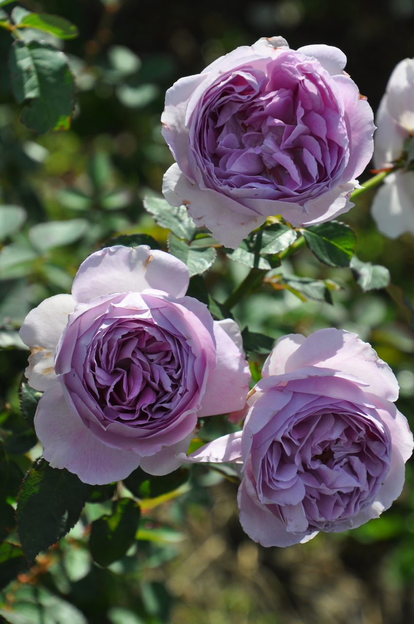 【木村月季 丽拉】适合新手种植的蓝紫色月季[鲜花] ①花色漂亮:自带