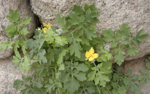 五一进山摘野菜,蒲公英和白屈菜别混淆,长得太像但后者有毒