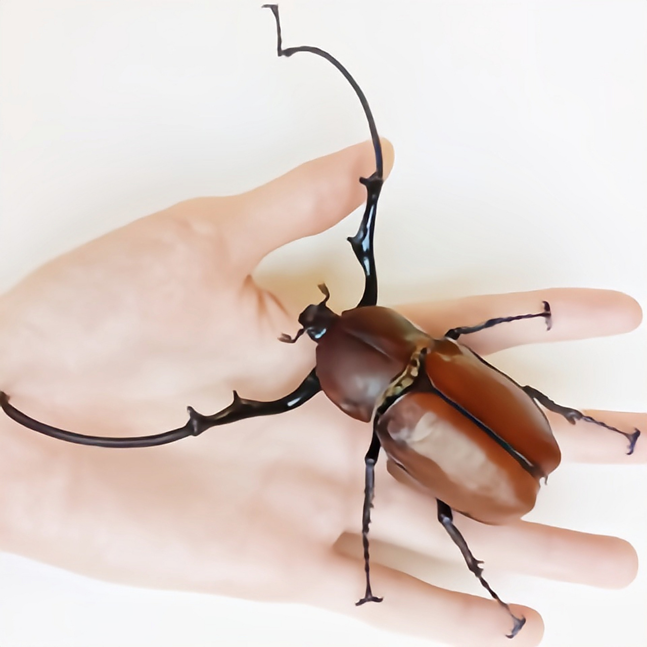 每天认识一种昆虫——茶色长臂金龟 茶色长臂金龟别名苏拉威西茶色长