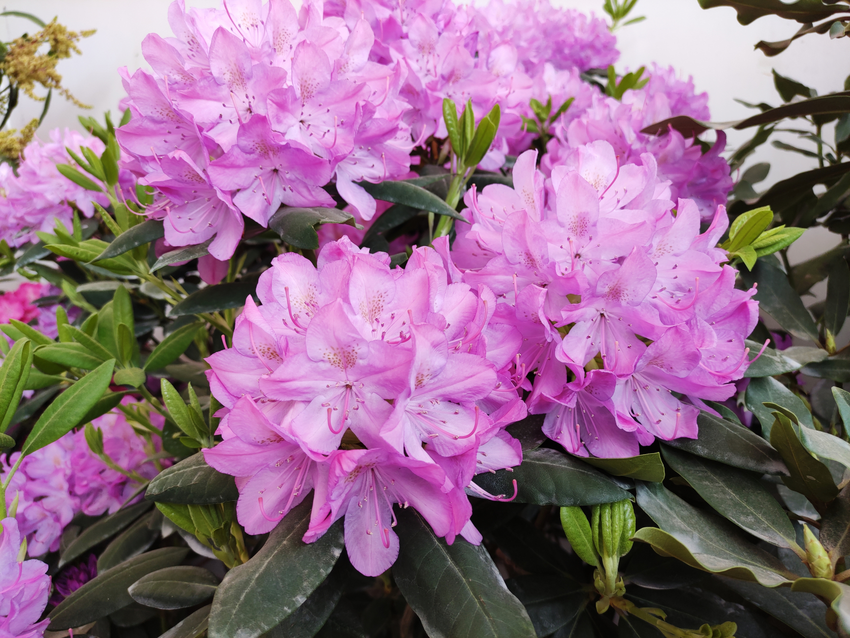 日照杜鹃花博览园