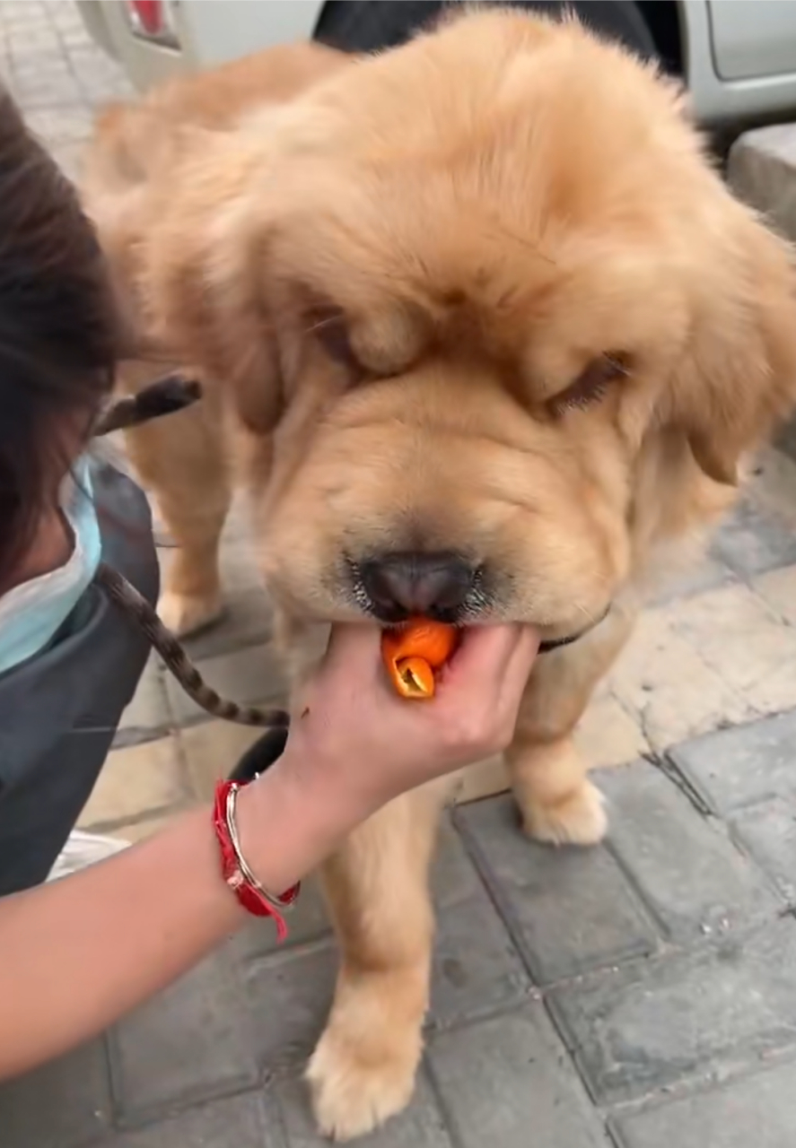 网友:这是金毛出了轨还是松狮劈了腿?[左捂脸]