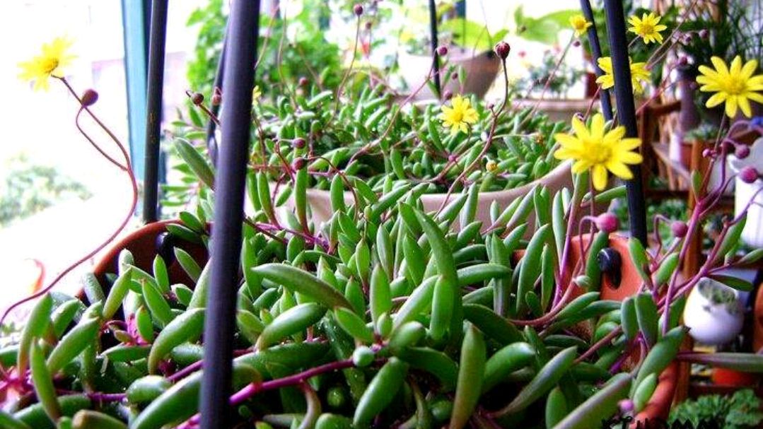 这么美的多肉夏天不休眠,呼呼发新叶,新手也能养爆盆