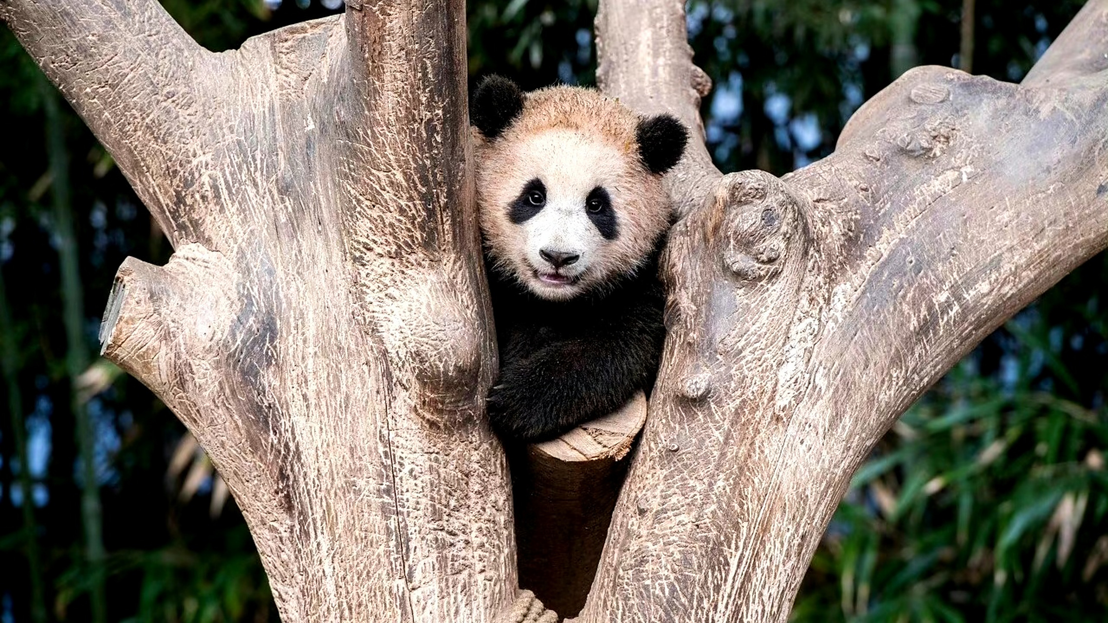 大熊猫# 从一个侧面来看看我们的福宝小公主!