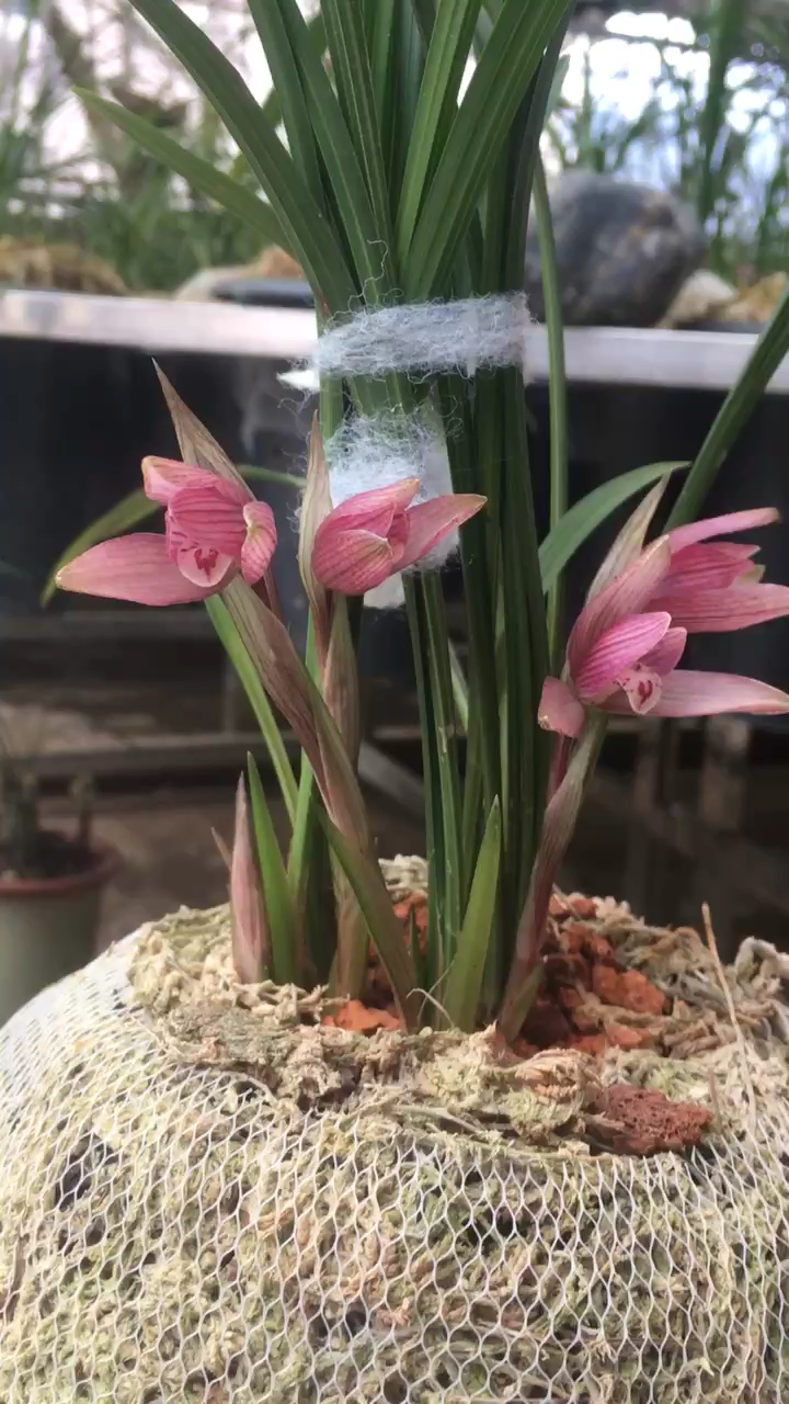 忽如一夜冬风来红花紫花兰花开