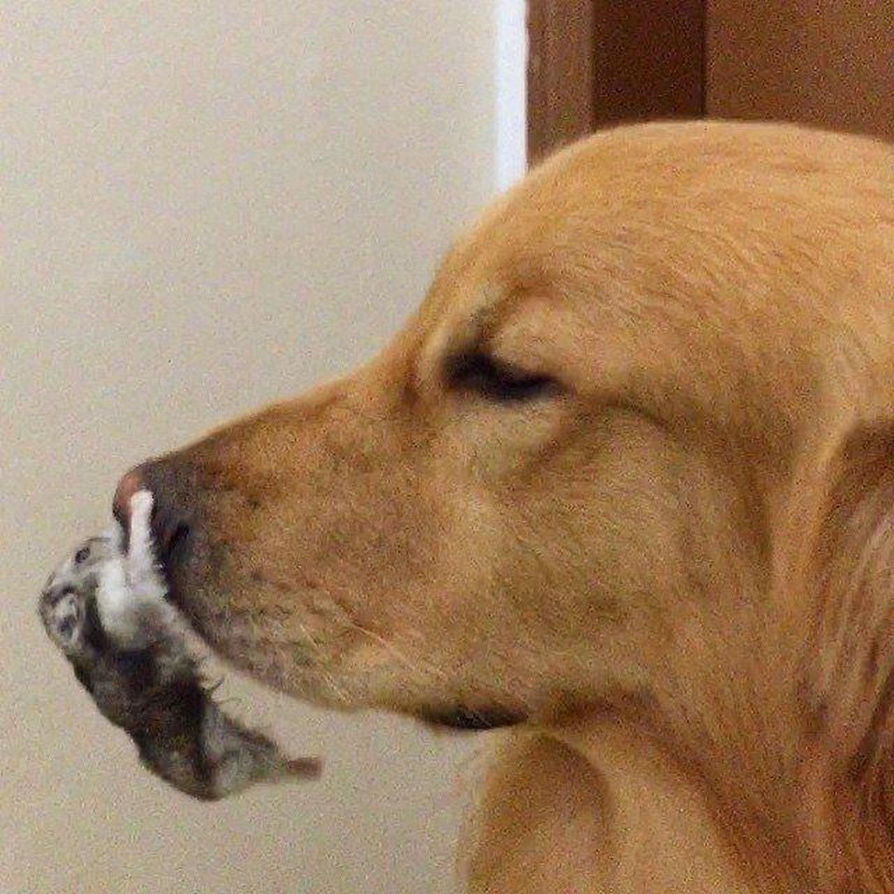 现实版的蹬鼻子上脸