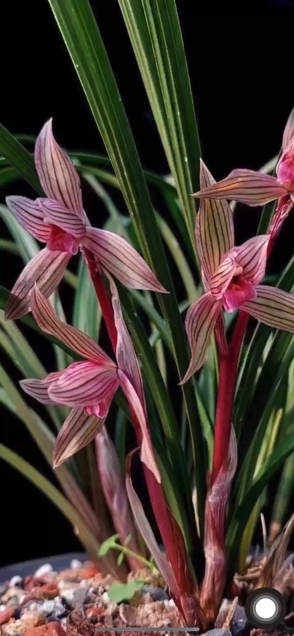 春剑胭脂红素开品