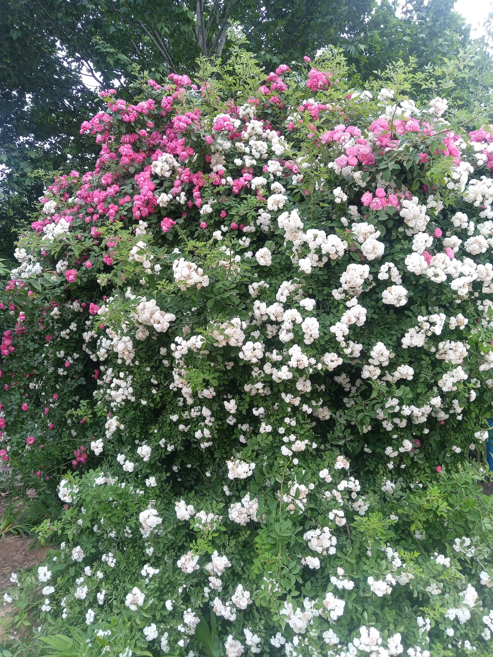 摘录顺治皇帝《出家诗》  荣华犹如三更梦,富贵还同九月霜 .