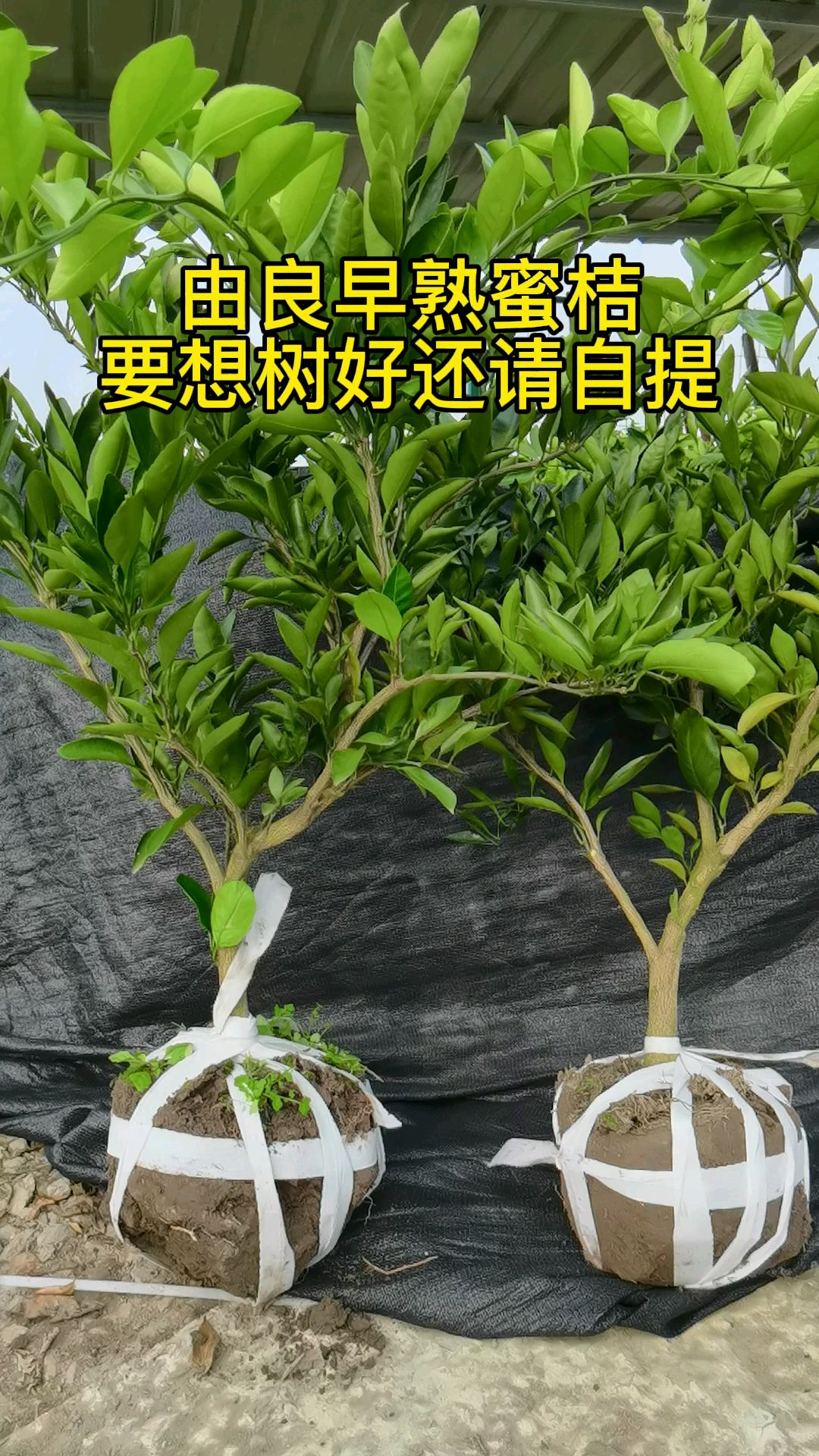 云南蜜桔苗产地在哪里(云南蜜桔在什么地方)