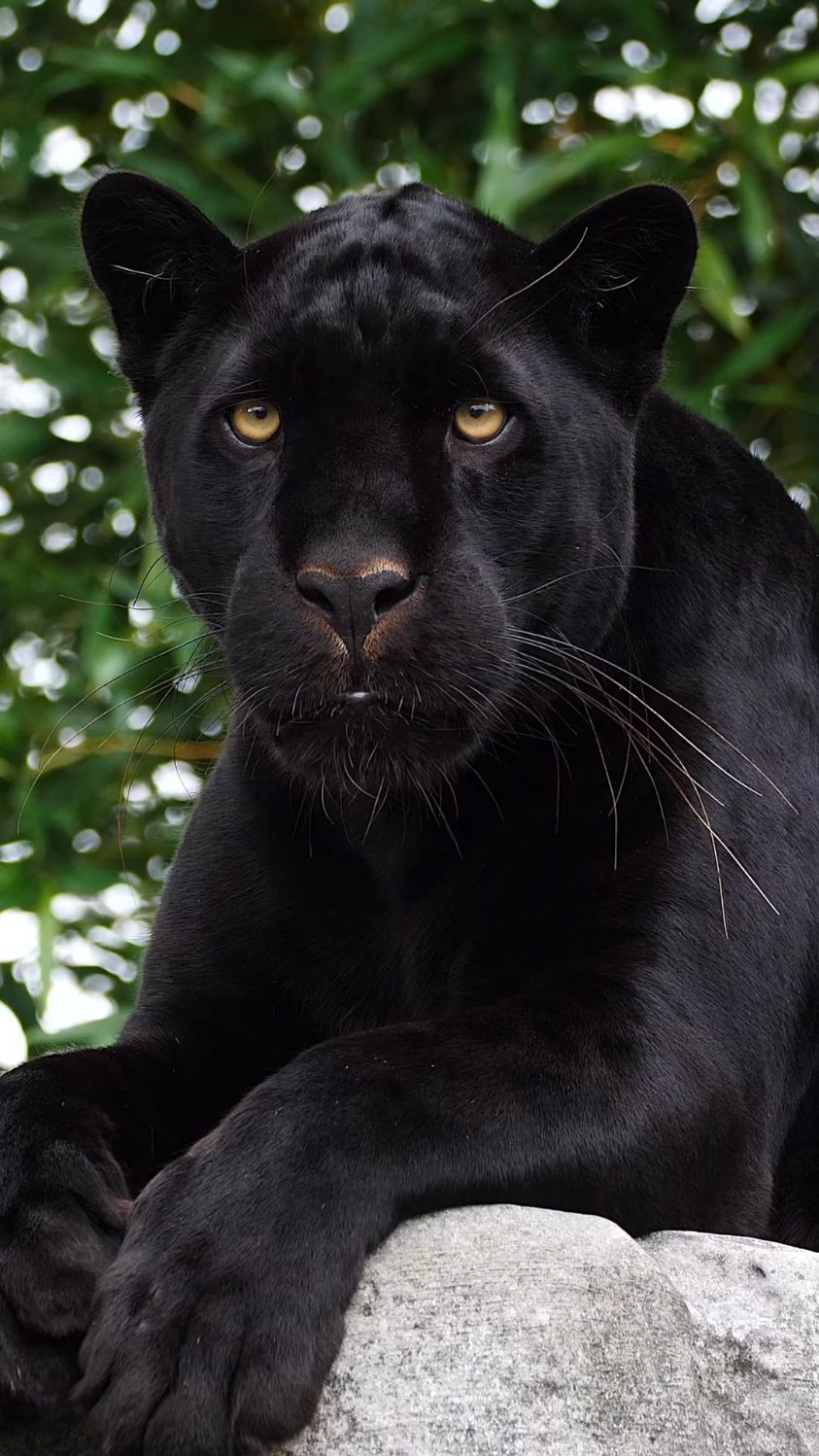 黑豹,在比夜更深的地方,一定有比夜更黑的眼睛-度小视