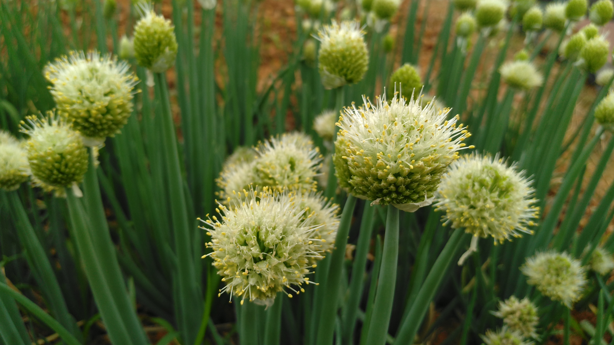 你认识葱吗?地里的葱开花了,看上去毛绒绒的样子!