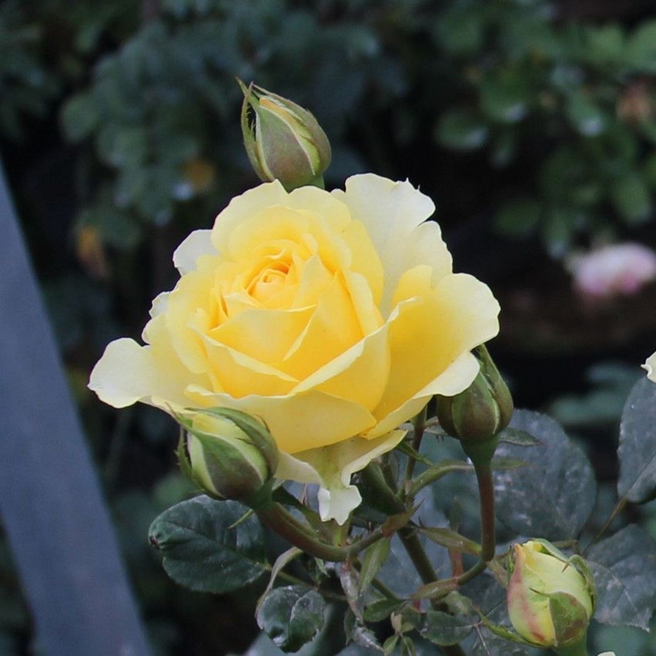 大花型的淡黄色月季花,在很多人心中都有一种淡淡梦幻感,让人一看就