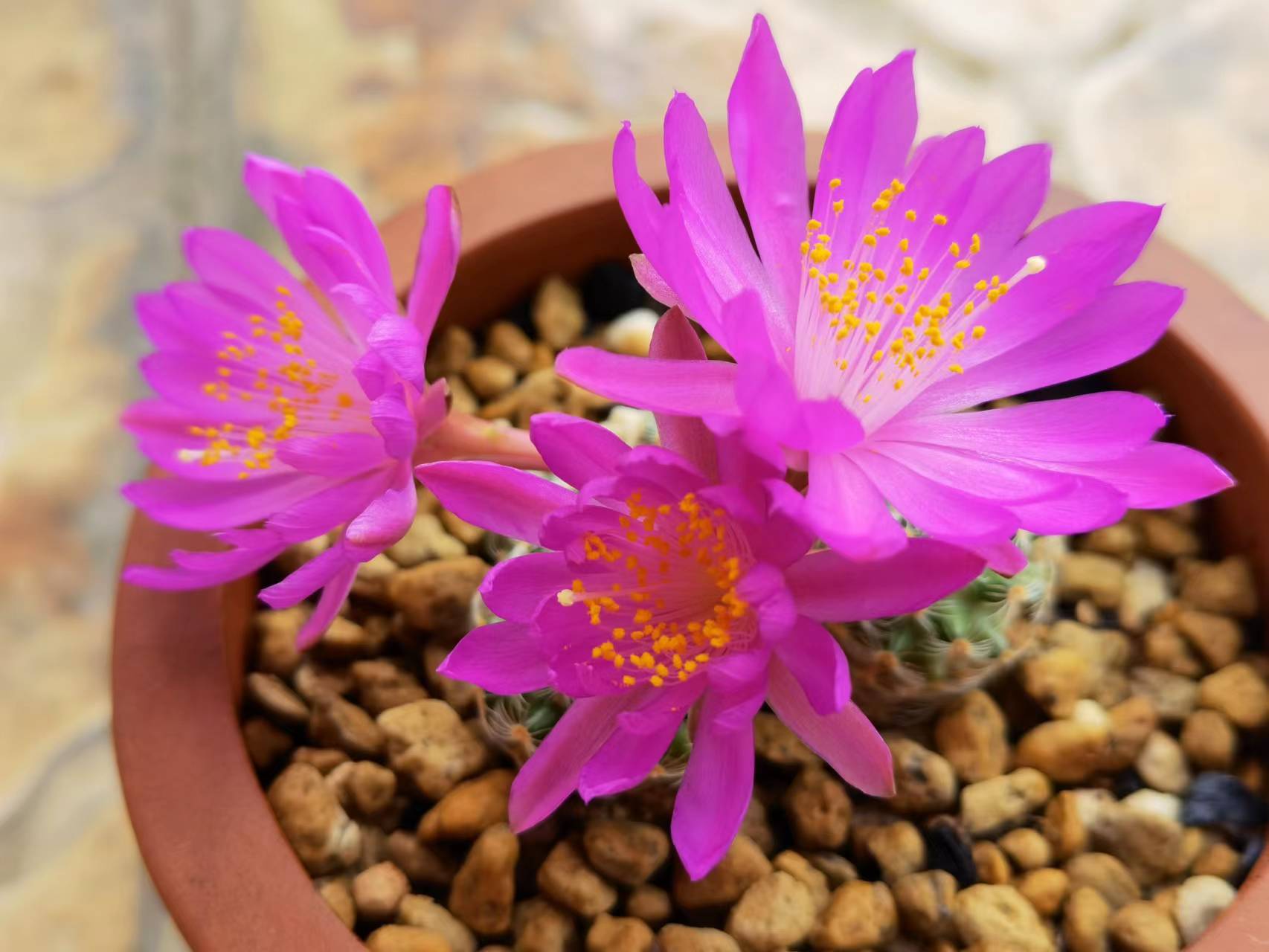 沙堡疣都开花了,真美!