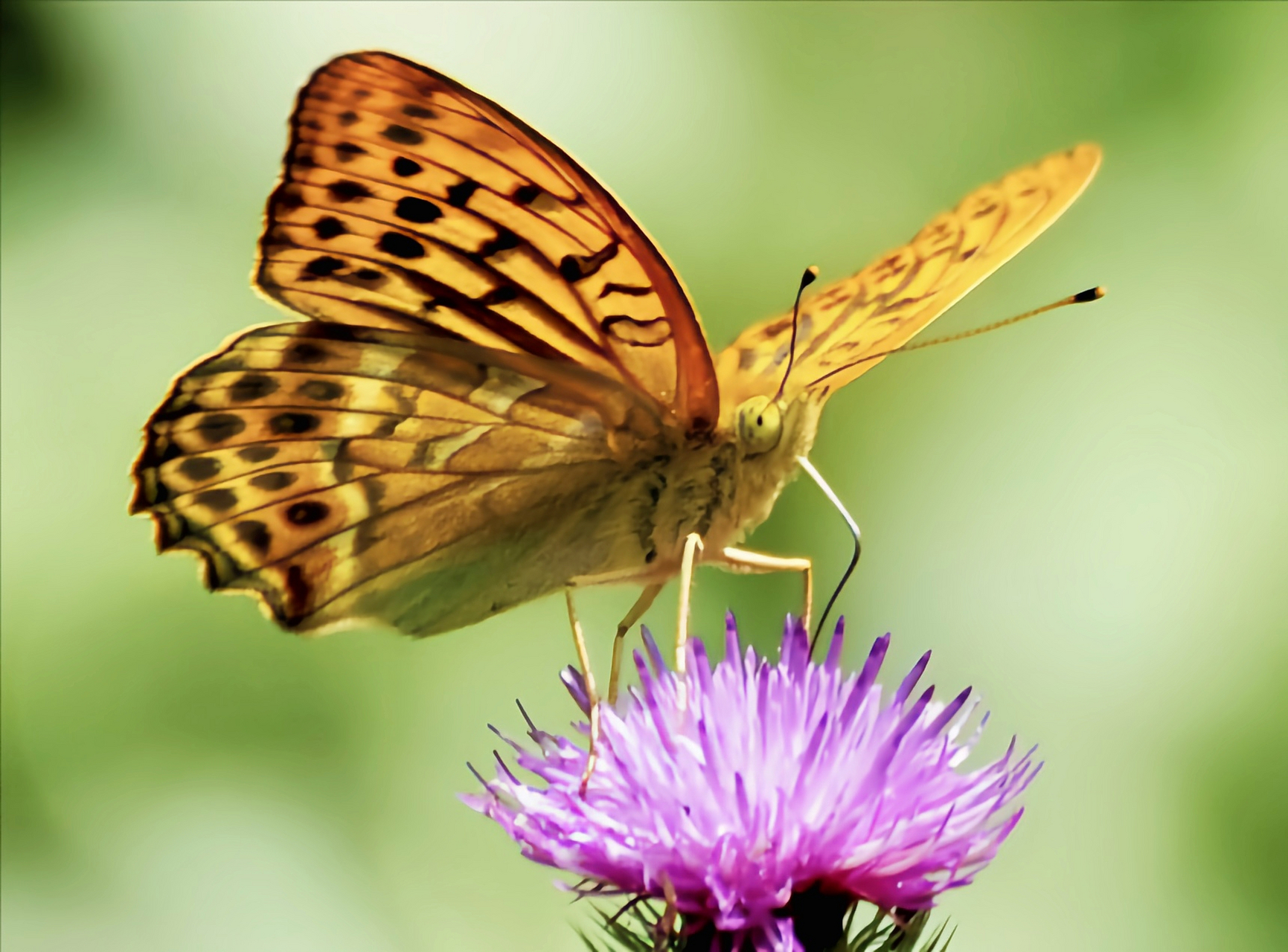 每天认识一种昆虫——绿豹蛱蝶 绿豹蛱蝶翅展6.5-6.