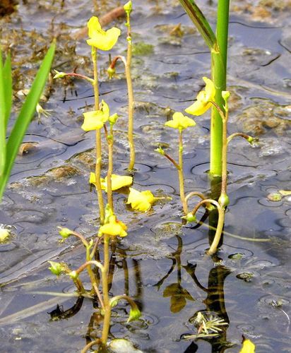 食虫植物——黄花狸藻