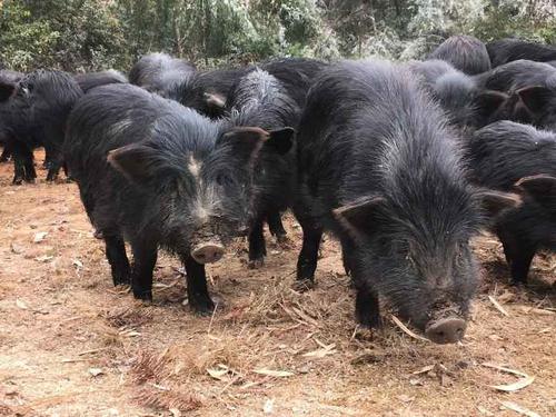 型:分布于西南各省的大部分地区以及湖南,湖北的西部地区,如内江猪