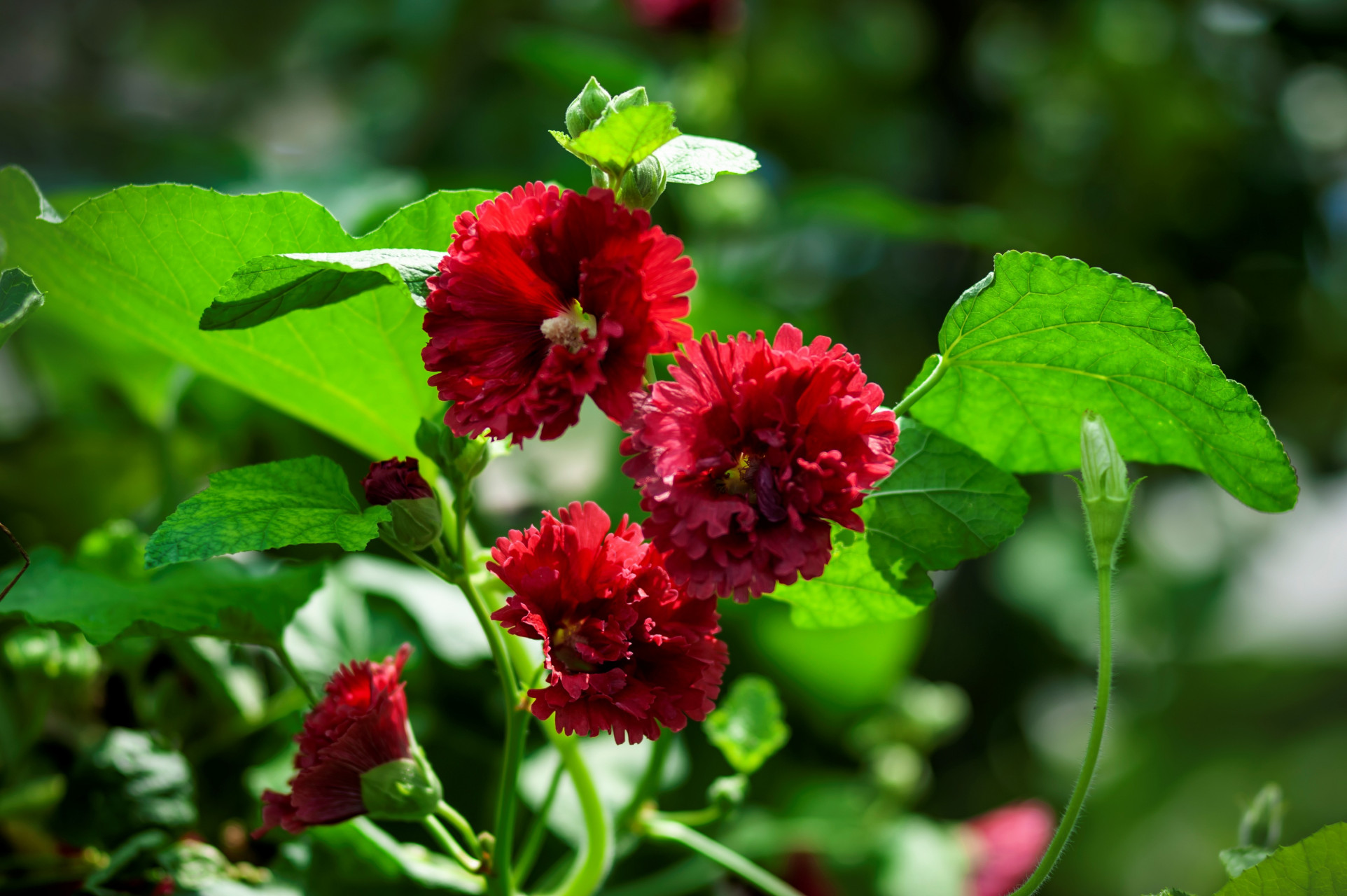 杠杠滴# #贯彻二十大辽宁在行动# #美好辽宁欢迎您# 绿叶红花别样美