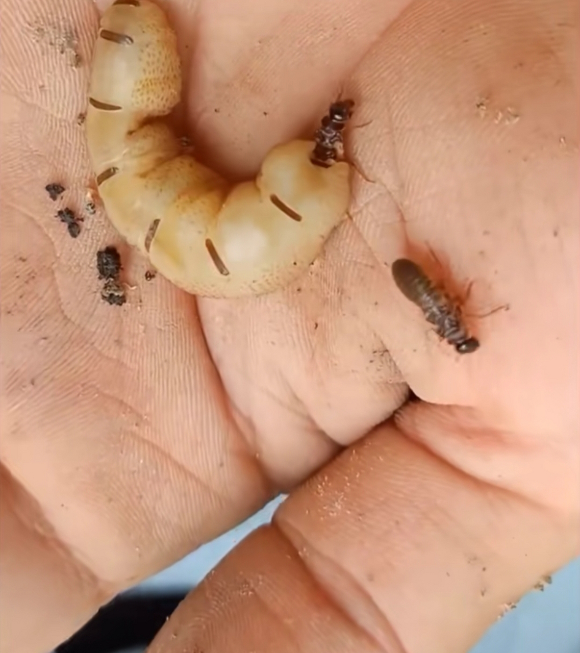 这是蚁王和蚁后,原来长这个样子!