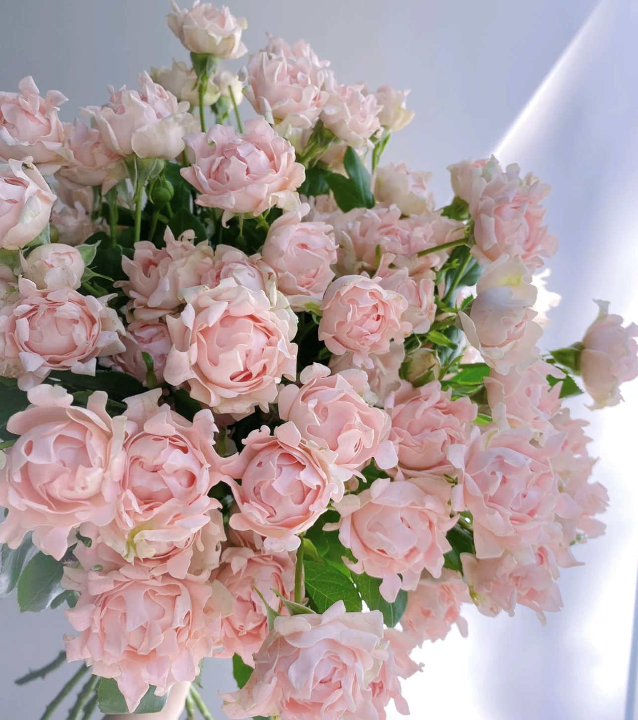 每天认识一种花——多头玫瑰"苏芬"