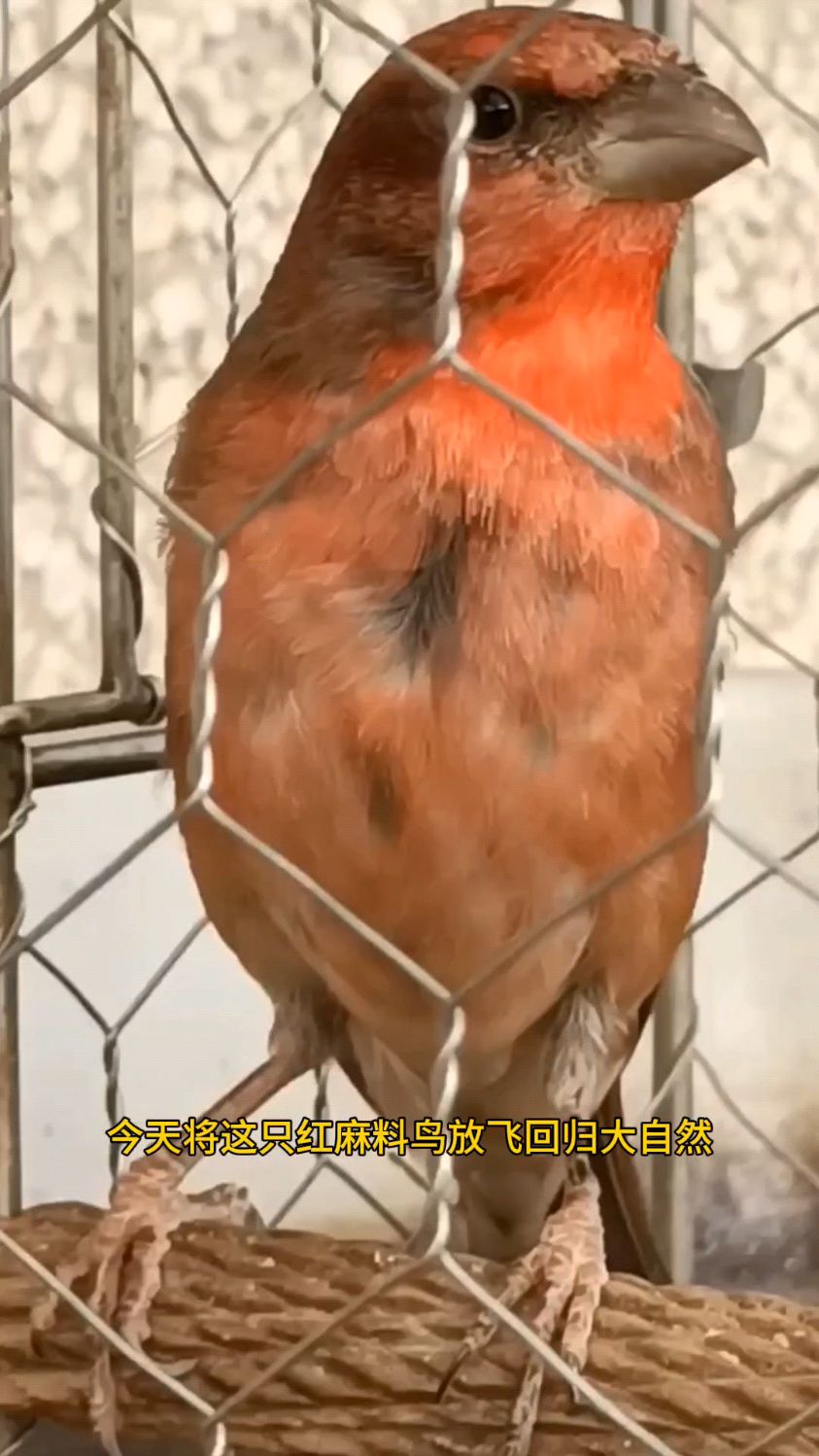 红麻料鸟放飞回归大自然