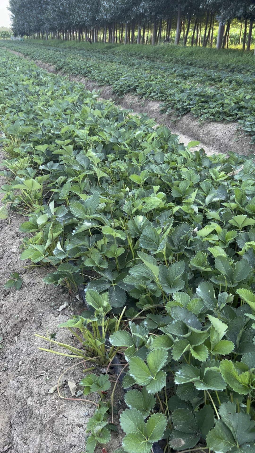 随珠香野草莓苗,采摘园品种