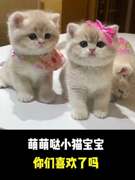 萌萌哒小猫宝宝 你们喜欢了吗