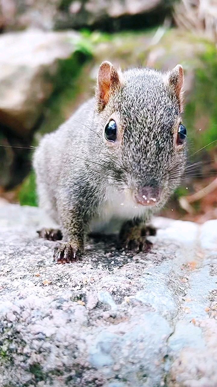 黄山野生松鼠出来觅食,黑黑的大眼睛,健康,活泼可爱-度小视