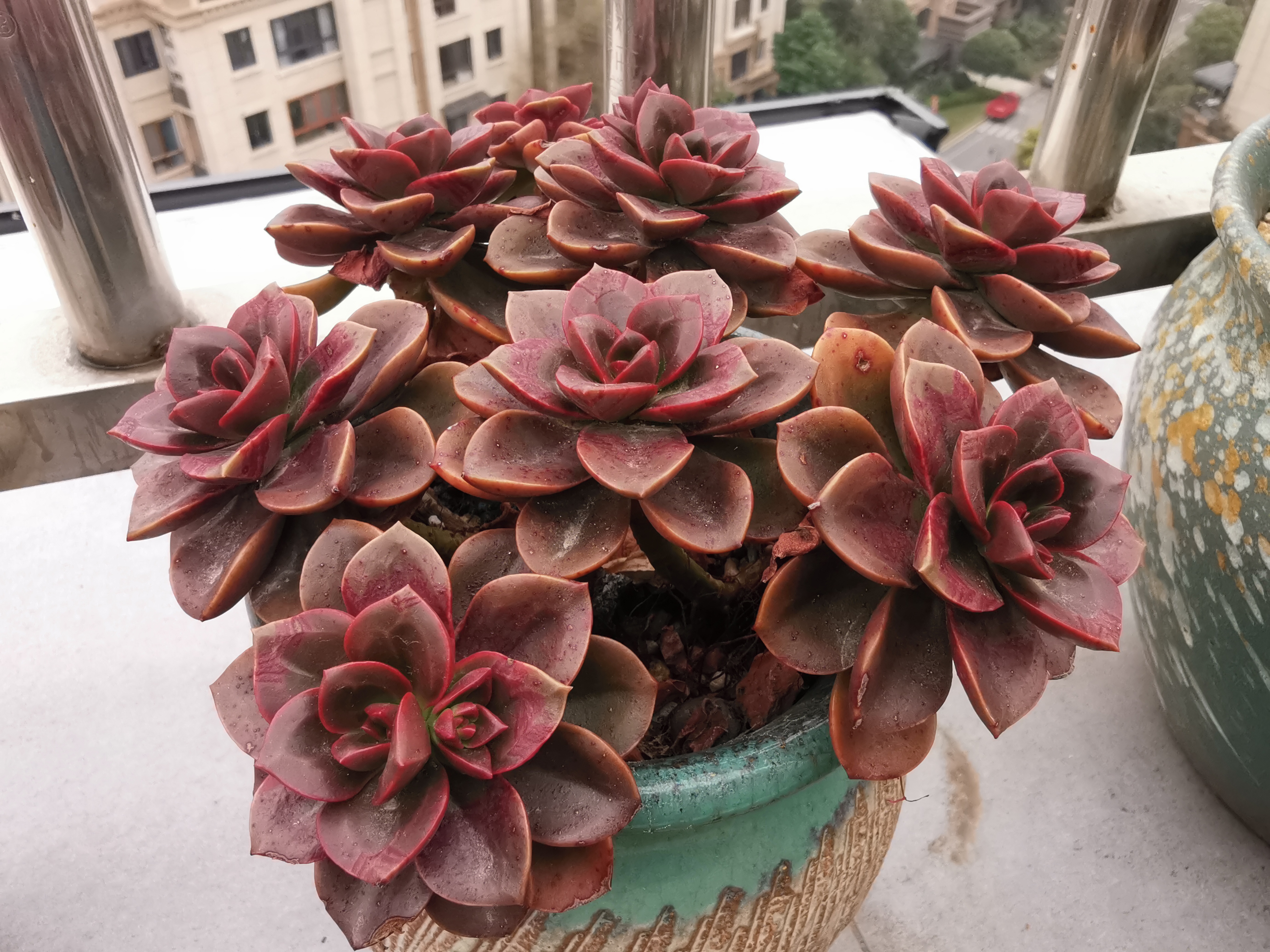 第一款巧克力方砖,第二款锦晃星,第三款红骑士,第四款红宝石,第五款