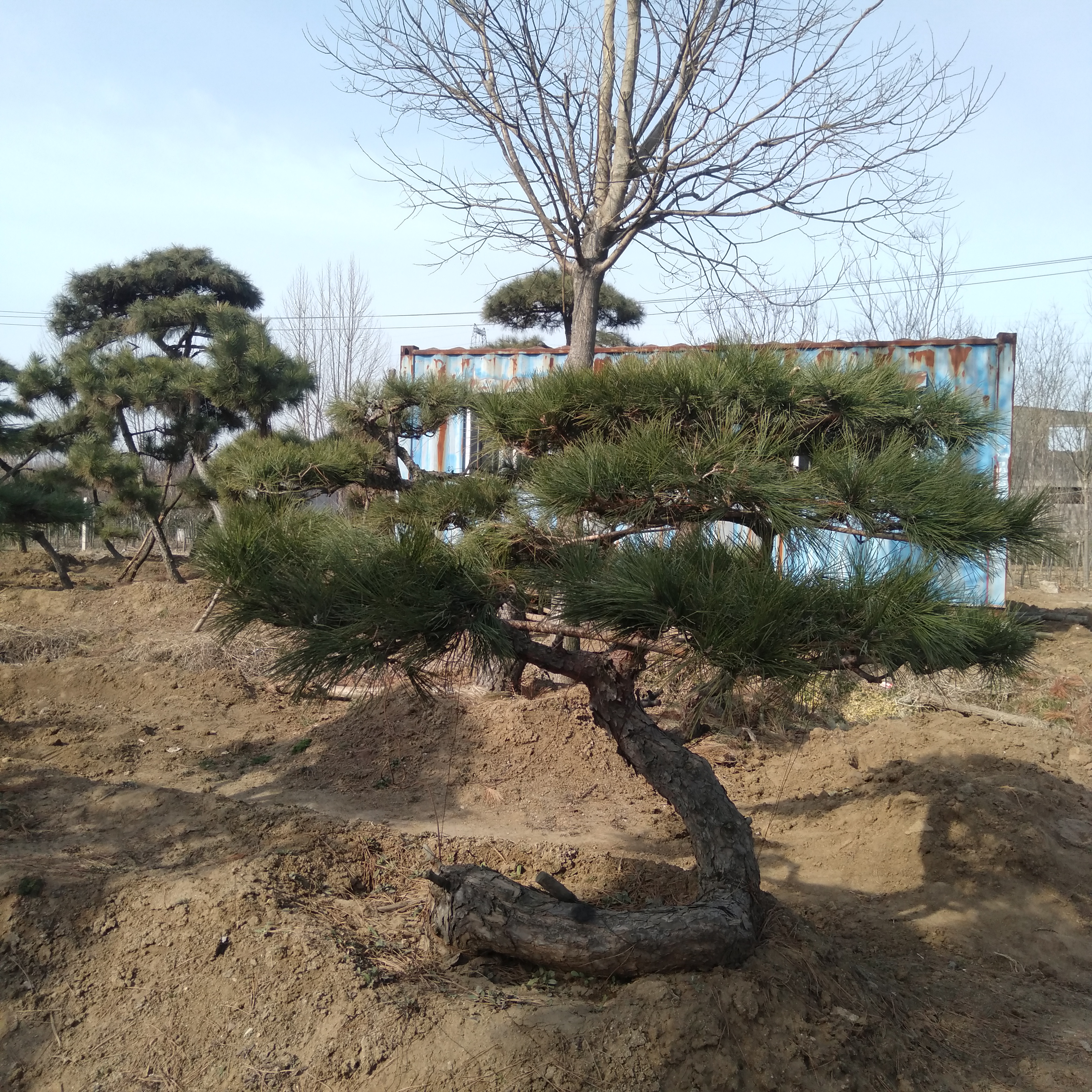 山采老桩黑松盆景