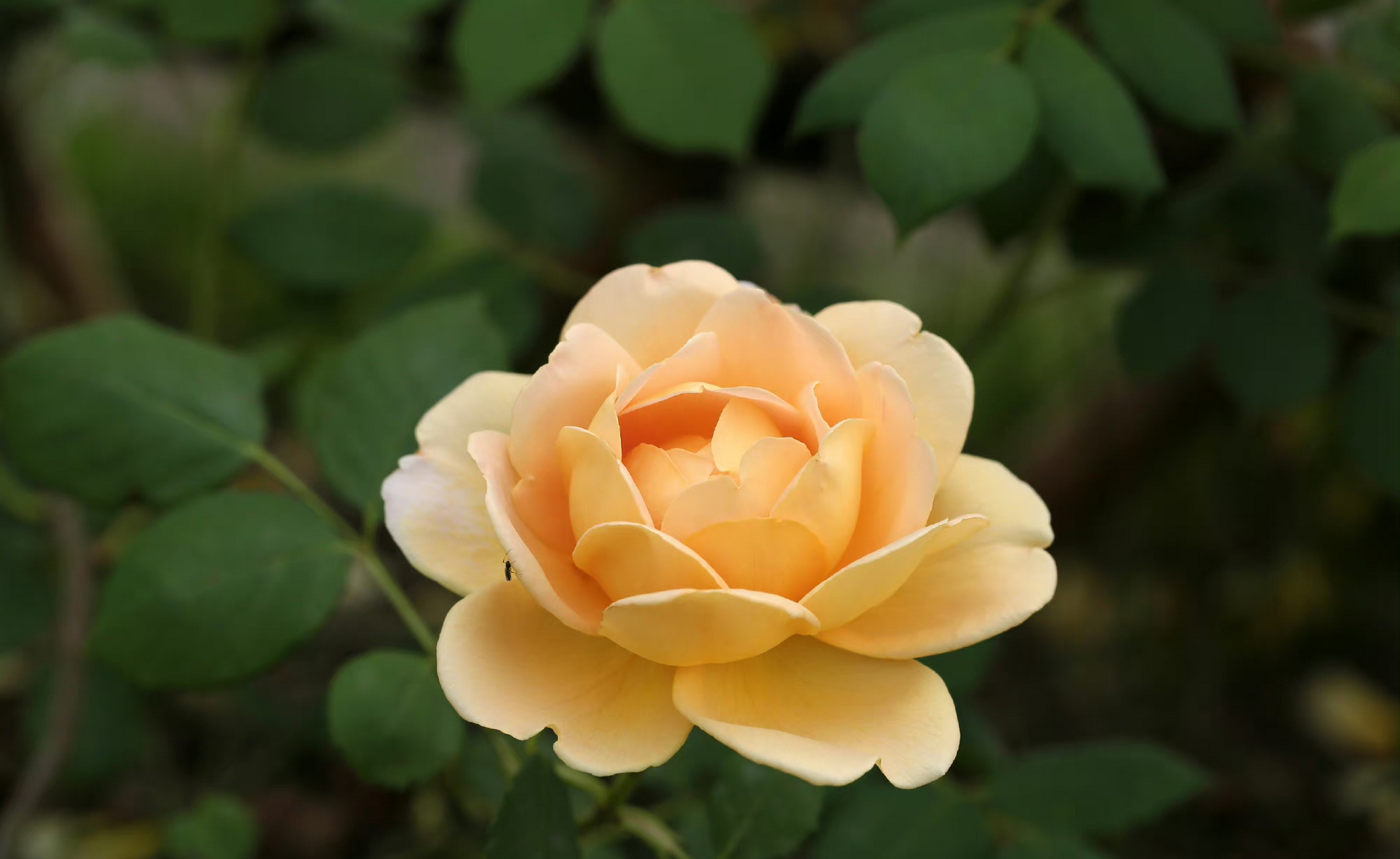 月季花【月季品种-黄金庆典月季】 rosa golden celebration,蔷薇科