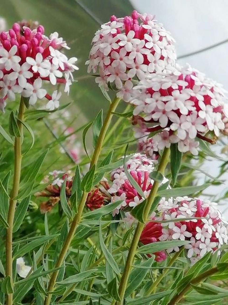 青藏高原上的狼毒花,又名断肠草,花很美,却毒性很大.