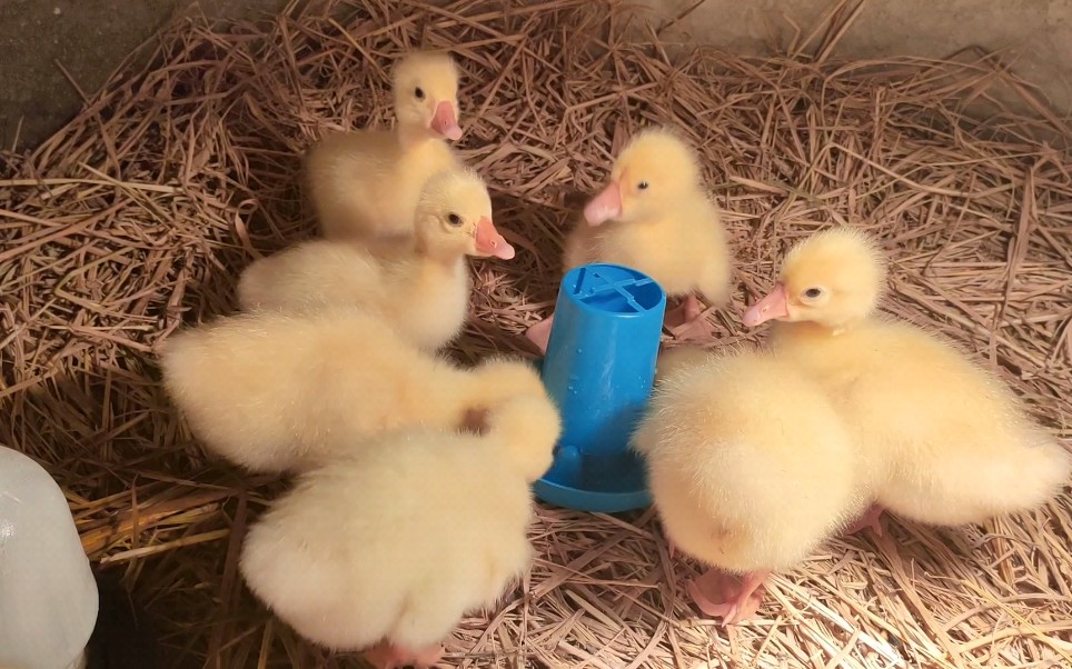 刚出壳的小鹅怎样喂养,才能长得最好呢?