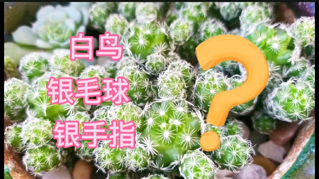 圆嘟嘟的多肉白鸟,特别好养,白鸟银手指你能分辨出来吗?