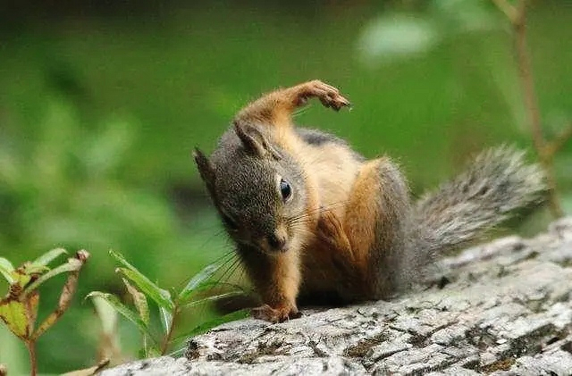 火影松鼠兄弟,合力召唤,蛤蟆文太!#趣图搞笑