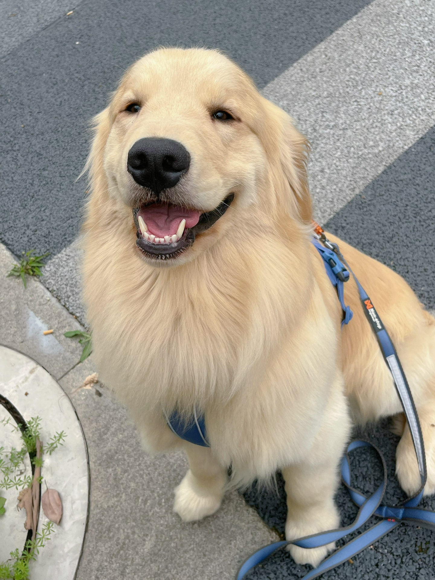 养一条金毛需要多少钱?