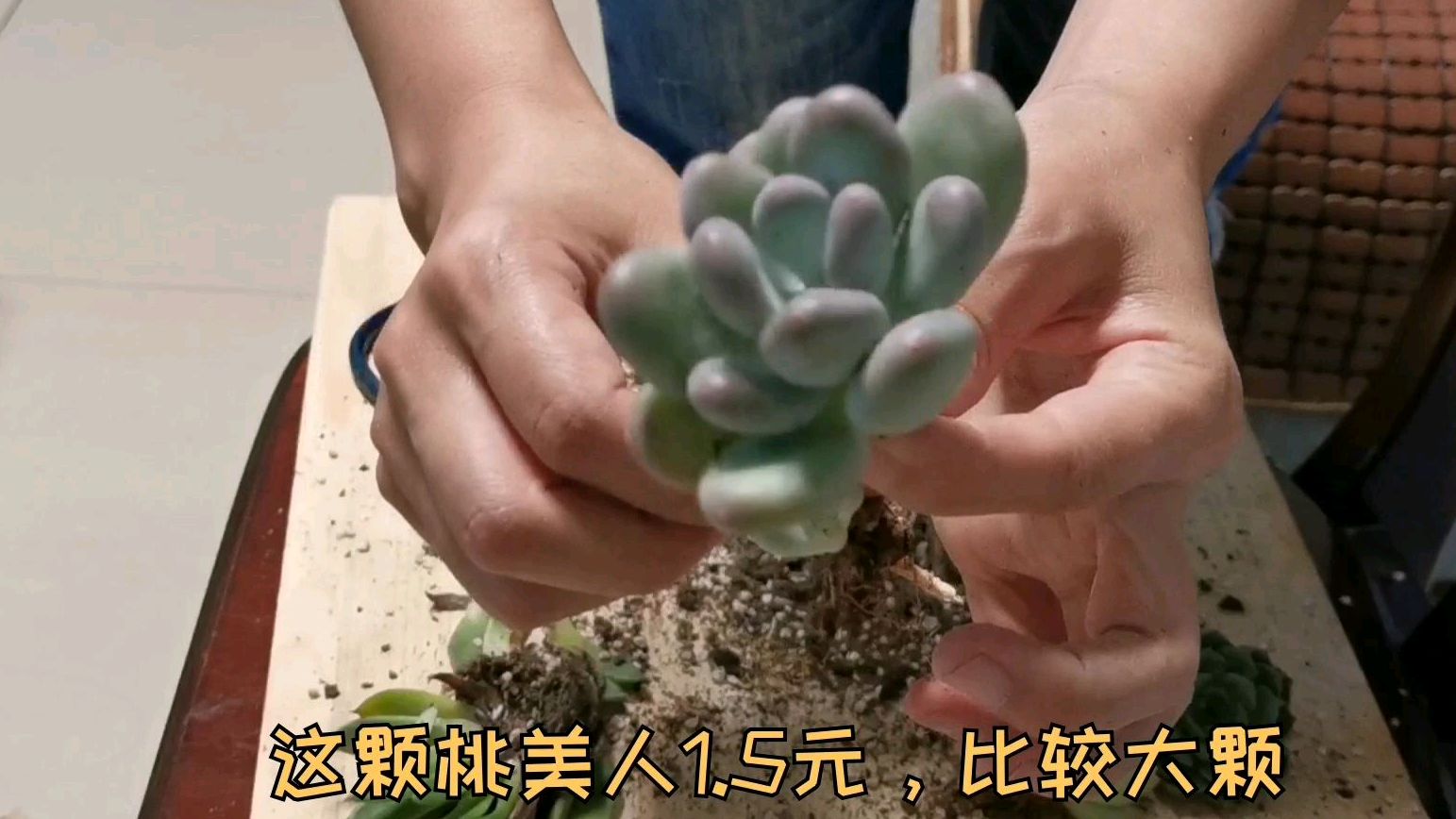 入秋后开启网购多肉模式,一直买买买,收到的货有惊喜也有惊吓