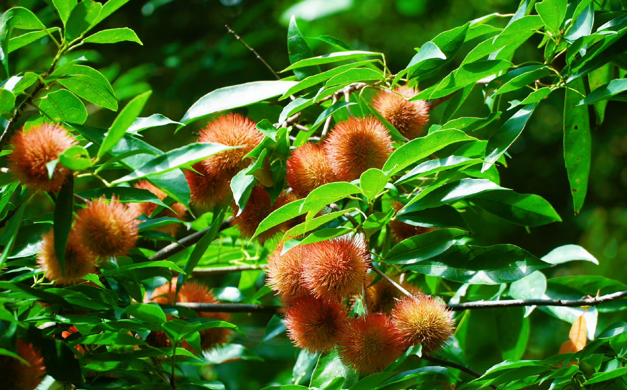 猴欢喜90 猴欢喜得名有两种说法,一种是:果子成熟时,野外的猴子以为