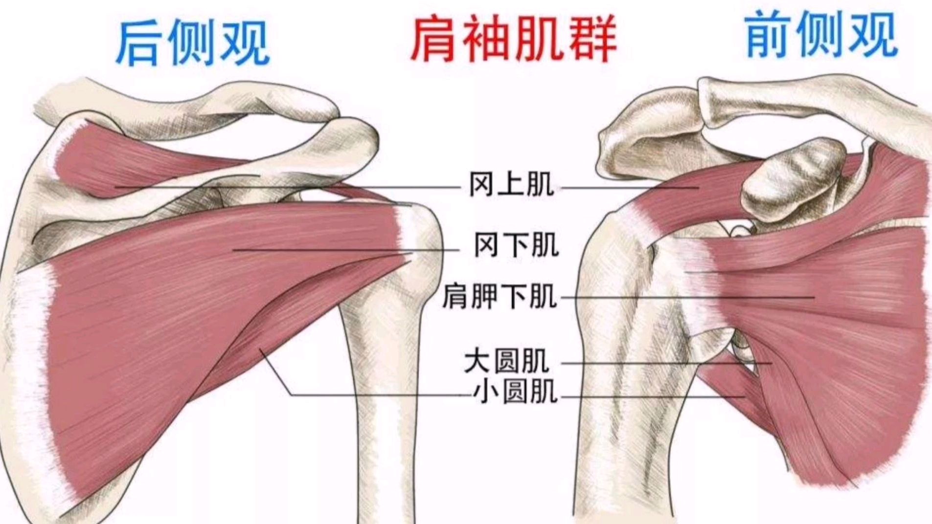 “肩袖肌群”是肩关节的贴身保镖