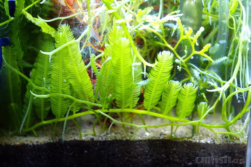 海藻有什么用处?我带你了解一下