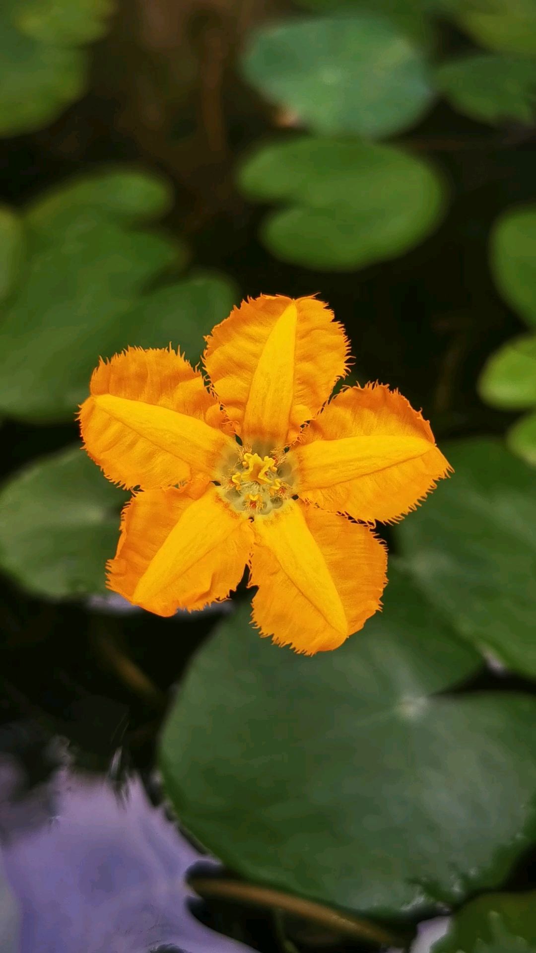 清晨的鸟鸣里,黄花荇菜开了-度小视