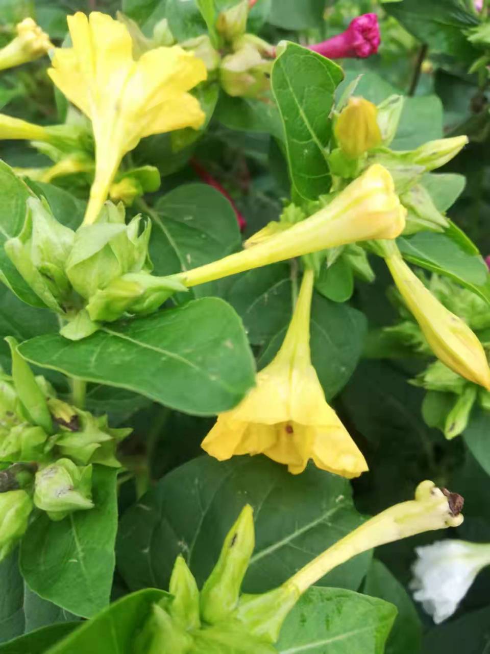 地雷花,有的地方叫洗澡花,常见的玫红色,黄色和白色相比较少见.