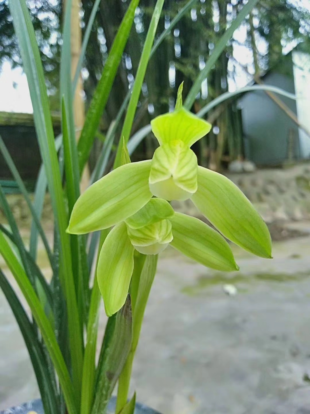 春剑荷素,估计今年发苗率还不错,扒开里面很多芽
