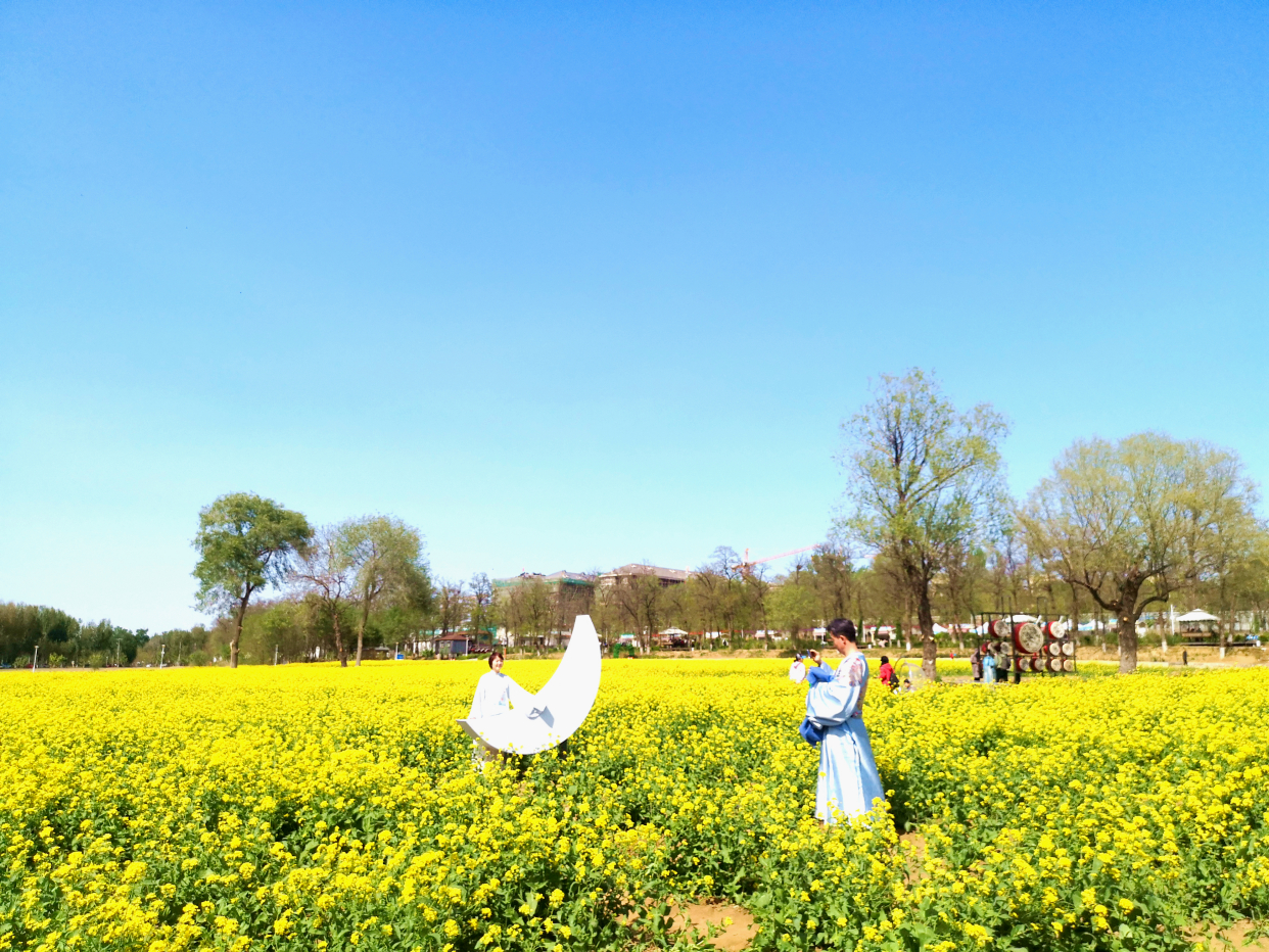 京西怪村200亩油菜花进入盛花期