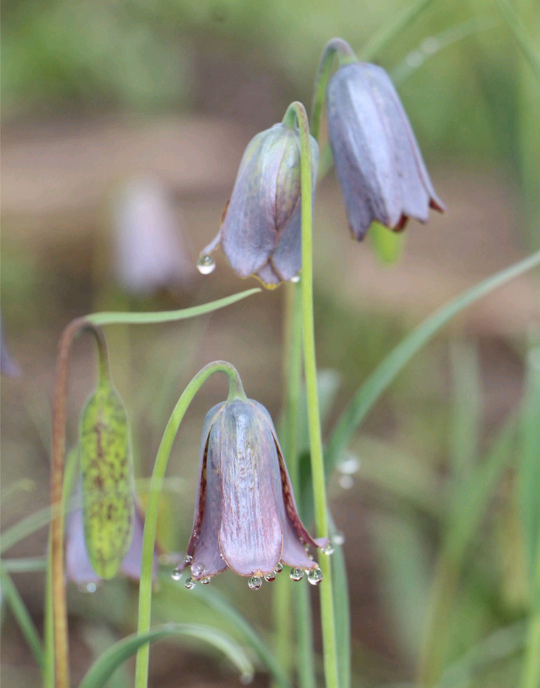 中药古今研究:川贝母