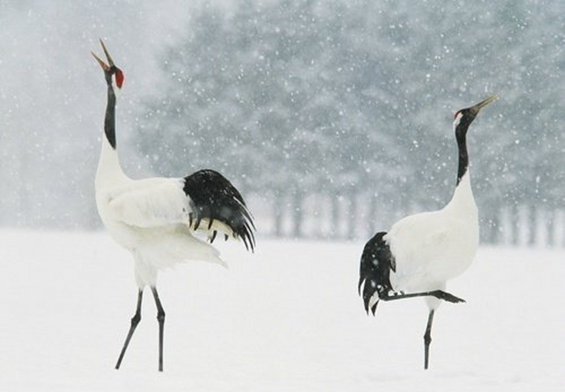 吉祥丹顶鹤,雪中翩翩起舞