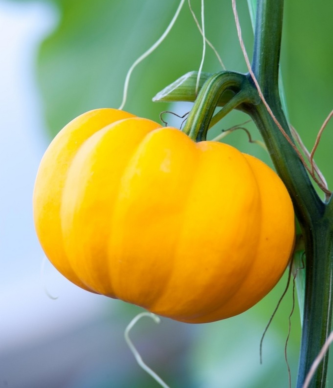 分享图片:一个漂亮的黄金南瓜