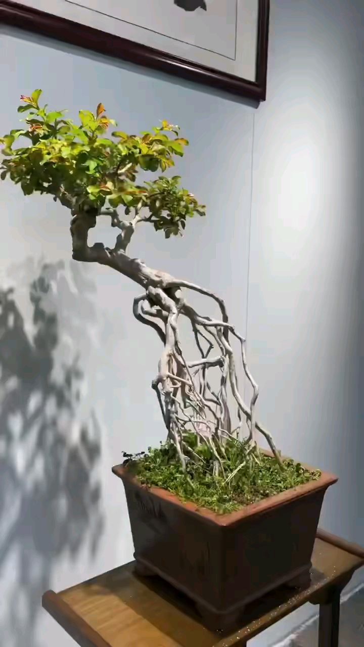 高提根紫薇花