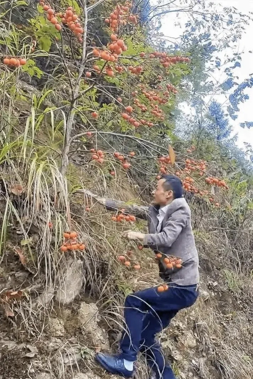 看到一个野柿子,我想知道它能吃吗?